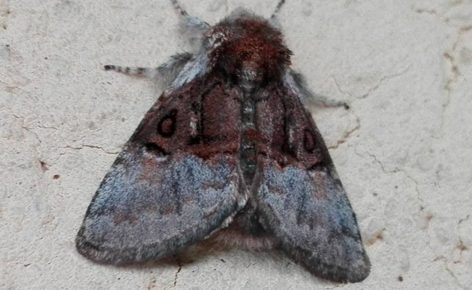 Falena da identificare - Colocasia coryli, Noctuidae